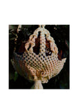 Vintage 70s Louene 2-Tier Macrame Plant Hanger Pattern Instant Download PDF 3 + 3 pages