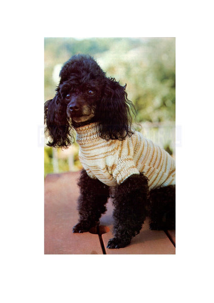 Vintage 70s Knitted Dog Jacket Pattern Instant Download PDF 1 page
