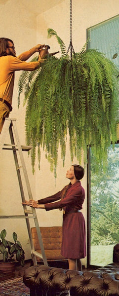 70s hanging plants Hanging Gardens